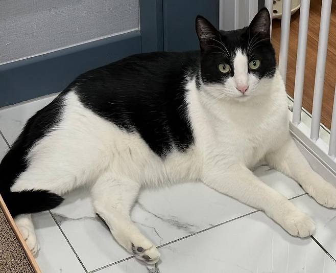 나비야사랑해에서 보호 중인 고양이 '원이' (나비야사랑해 제공) ⓒ 뉴스1