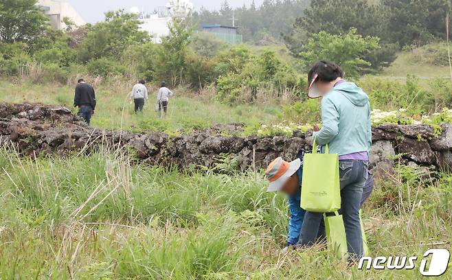 제27회 한라산 청정 고사리 축제가 개막한 29일 제주 서귀포시 한남리 일원 축제장 들판에서 도민과 관광객들이 고사리 꺾기 체험을 하고 있다. 2023.4.29/뉴스1 ⓒ News1 오현지 기자