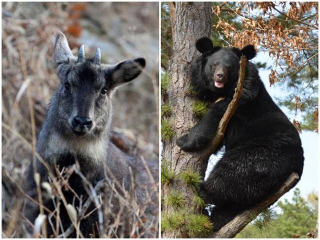 이번 산불로 피해를 입었을 것으로 추정되는 멸종위기종 산양(왼쪽)과 반달가슴곰. 연합뉴스, 국립공원공단 제공