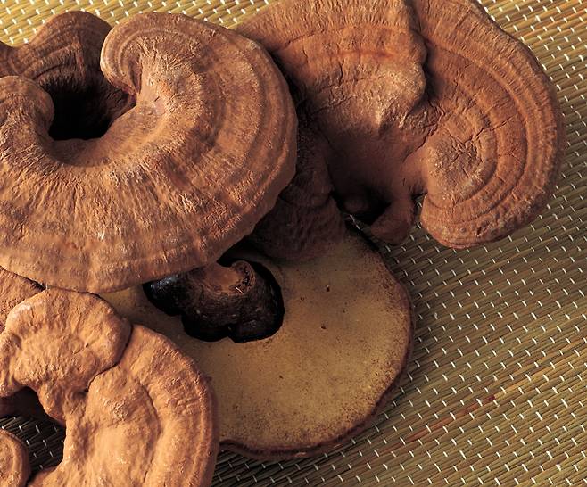 예로부터 ‘불로초’로 불리는 영지버섯은 스트레스 완화와 신경 안정, 체내 염증 제거, 해독 작용을 돕는 데 효과적이다.​​/사진=클립아트코리아