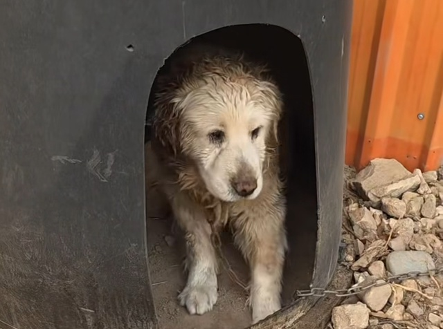 ▲ 지난 26일 경북 화재 현장 인근에서 발견된 개. 위액트 인스타그램 캡쳐