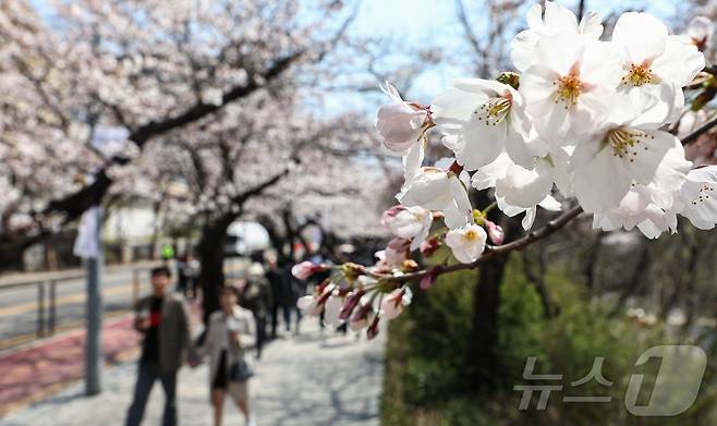 6일 오후 서울 영등포구 여의도 윤중로를 찾은 시민들이 개화한 벚꽃을 감상하며 봄기운을 만끽하고 있다. 2025.4.6/뉴스1 ⓒ News1 김도우 기자