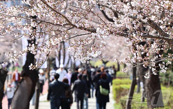 6일 오후 서울 영등포구 여의도 윤중로를 찾은 시민들이 개화한 벚꽃을 감상하며 봄기운을 만끽하고 있다. 2025.4.6/뉴스1 ⓒ News1 김도우 기자