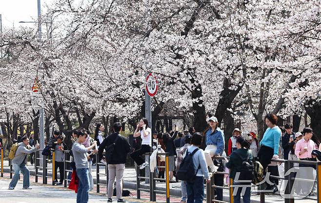 6일 오후 서울 영등포구 여의도 윤중로를 찾은 시민들이 개화한 벚꽃을 감상하며 봄기운을 만끽하고 있다. ⓒ News1 김도우 기자