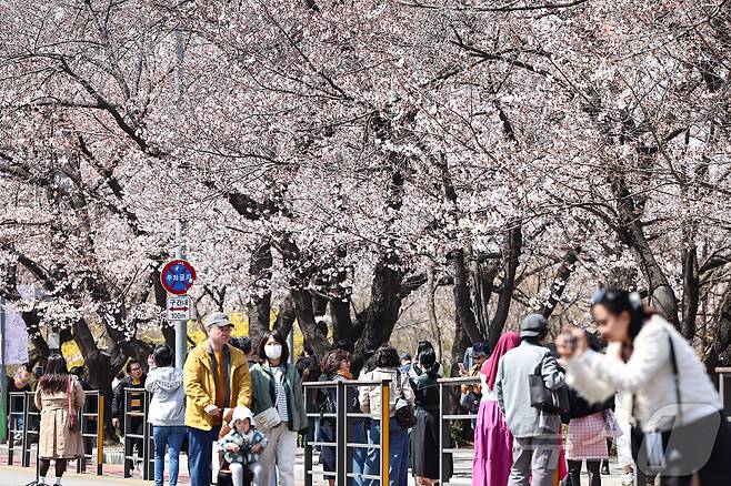 6일 오후 서울 영등포구 여의도 윤중로를 찾은 시민들이 개화한 벚꽃을 감상하며 봄기운을 만끽하고 있다. ⓒ News1 김도우 기자