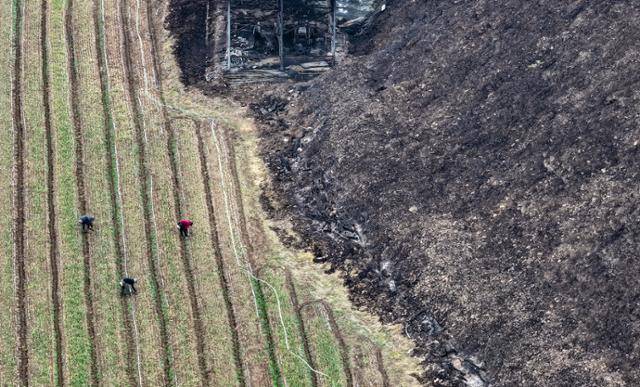 지난달 28일 경북 의성군 점곡면 윤암리 한 마늘밭에서 농민들이 일하고 있다. 바로 옆 인근 비탈은 산불로 검게 타 버린 모습이다. 의성=연합뉴스