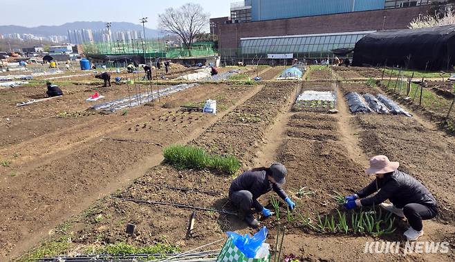 ‘도심 속 농촌의 삶을 꿈꾸는 도시농부들’주말 농장에서 만난 한 구민은 “주말농장은 단순한 농사 체험을 넘어 가족, 이웃과 함께 교류하며 정을 나눌 수 있는 소중한 공간”이라며 “올해도 주말농장을 통해 즐거운 추억도 쌓고 풍성한 수확의 기쁨도 누렸으면 좋겠다”고 말했다.
