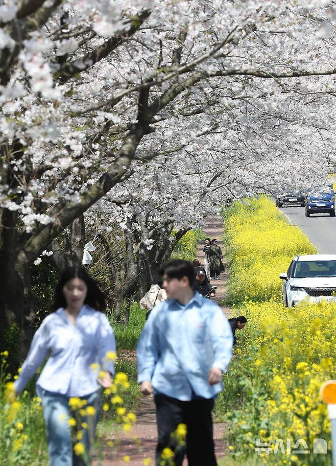 [서귀포=뉴시스] 우장호 기자 = 완연한 봄날씨를 보인 6일 오전 제주 서귀포시 표선면 가시리 녹산로를 찾은 시민과 관광객들이 활짝핀 벚꽃과 유채꽃길을 걸으며 깊어가는 봄을 만끽하고 있다. 2025.04.06. woo1223@newsis.com