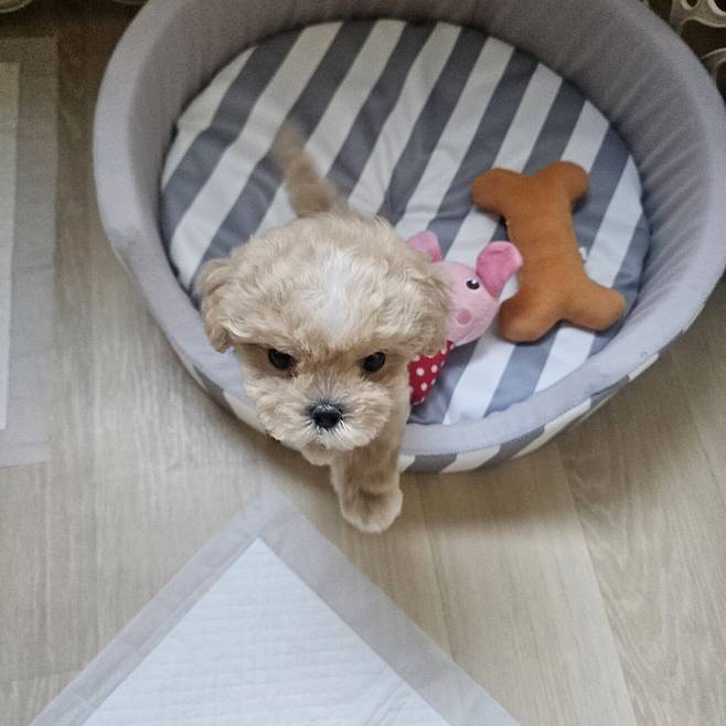 20250406_163435.jpg 오늘 데려온 말티푸 아가