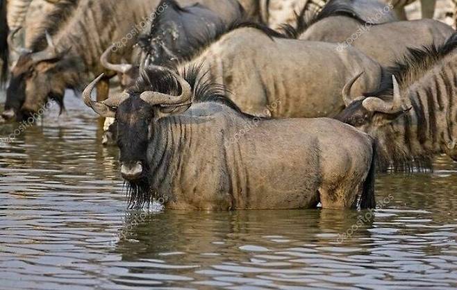 566a79fba49840075c6767920a78b1f1.jpg 목욕하는 누님들