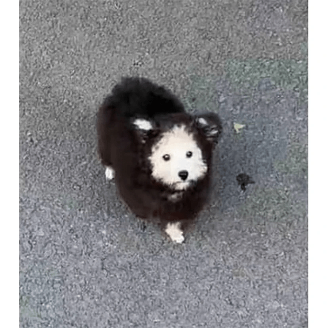 강쥐3.png 여름에 강아지 옷을 왜입히나요?.jpg