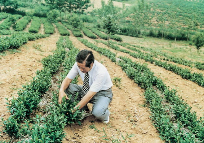 녹차밭에서 묘묙을 살피는 故서성환 선대회장 [아모레퍼시픽 제공]
