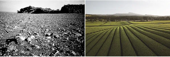 개간 전 제주 돌송이차밭(왼쪽)과 이후 모습 [아모레퍼시픽 제공]