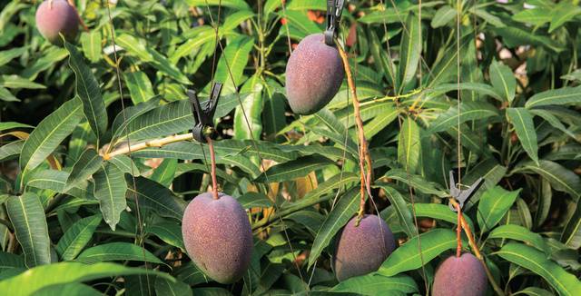 당도와 향이 뛰어난 국산 애플망고가 인기를 얻으며 새로운 소득작물로 뜨고 있다.