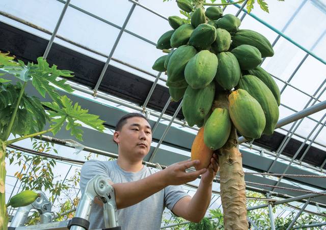 기후변화에 대응해 열대과일이 새로운 특화작물로 주목받으며 재배가 느는 추세다. 사진은 경기 안성의 열대과일 농장에서 파파야를 수확하는 모습.