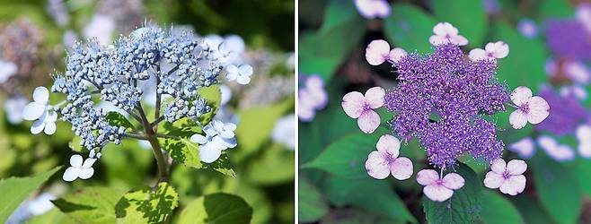 산수국 [국립수목원 제공. 재판매 및 DB 금지]