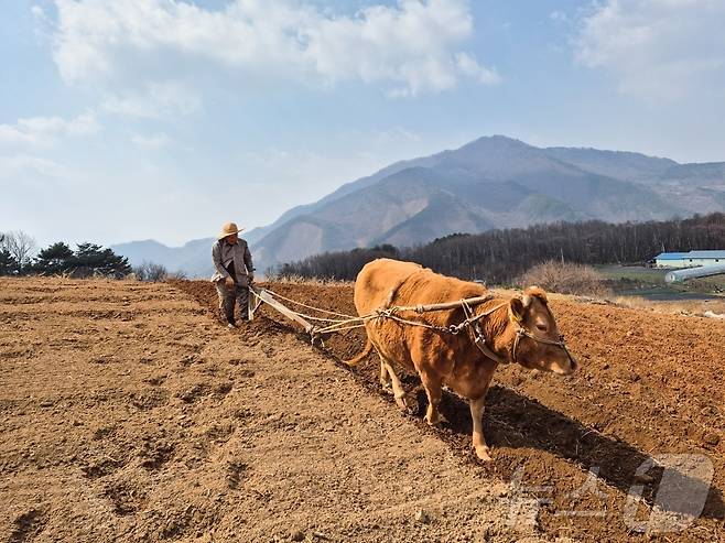 8일 오전 충북 단양에서 한 농부가 쟁기질을 하고 있다.(단양군제공. 재판매 및 DB금지).2025.4.8/뉴스1