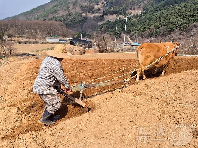 8일 오전 충북 단양에서 한 농부가 쟁기질을 하고 있다.(단양군제공. 재판매 및 DB금지).2025.4.8/뉴스1