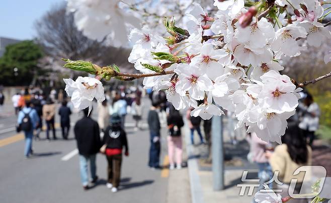 8일 서울 영등포구 여의도 윤중로에서 열리는 2025 여의도 봄꽃축제를 찾은 찾은 상춘객들이 벚꽃길을 걸으며 봄을 만끽하고 있다. 2025.4.8/뉴스1 ⓒ News1 김진환 기자