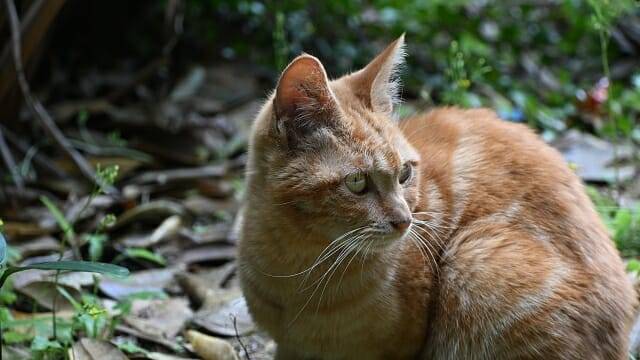 디테일과 계조 표현력은 손색 없는 수준이다. (사진=지디넷코리아)