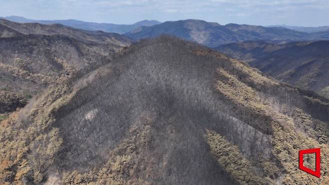 화마가 휩쓸고 간 흔적. 지난 7일 경북 청송군 주왕산국립공원 전경. 불길에 탄 나무가 잿빛으로 변해 앙상한 가지를 드러내고 있다. 사진=환경부 공동취재단
