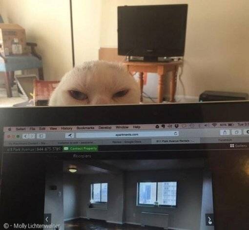 귀가 없는 고양이를 입양한 집사.jpg