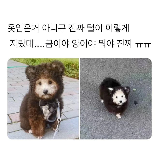 1000009643.png 여름인데 강아지 옷을 왜입히나요?