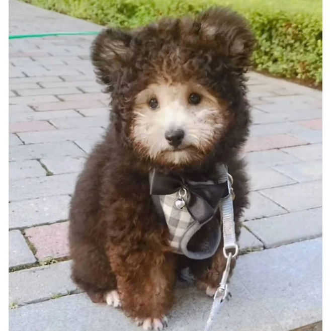 1000009644.png 여름인데 강아지 옷을 왜입히나요?