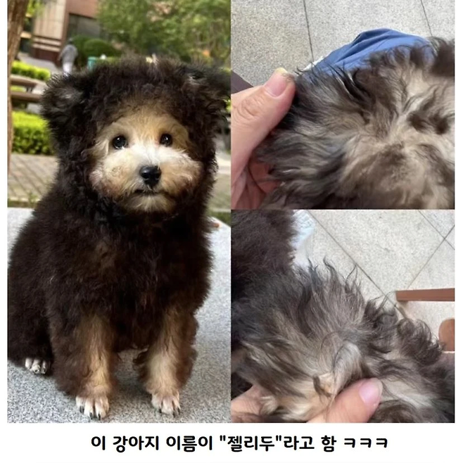 1000009646.png 여름인데 강아지 옷을 왜입히나요?