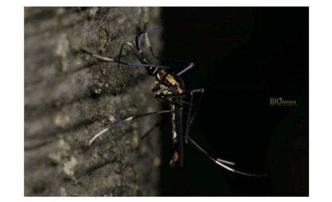 image-3.png 한반도에 서식하는 가장 큰 모기.jpg 한반도에 서식하는 가장 큰 모기.jpg