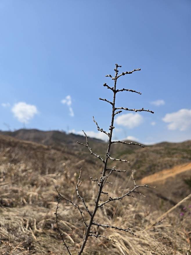 2025년 3월31일 강원 강릉시 옥계면 산불 복구지의 고사한 일본잎갈나무 묘목. 김양진 기자