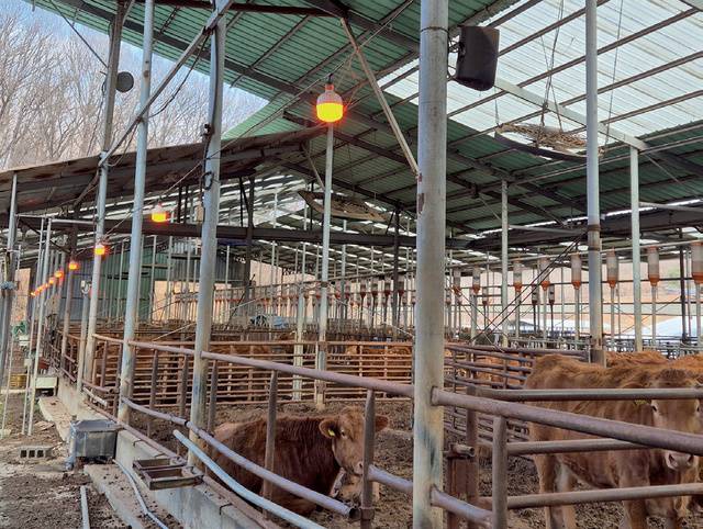 <준성농장>은 전구 교체가 수월하도록 우방 바깥쪽에 램프를 설치했다.