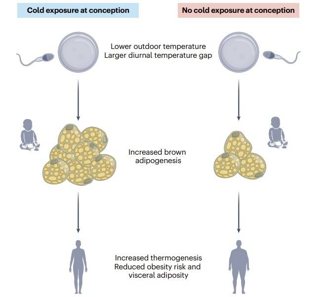"추운 계절에 잉태되면 갈색 지방 활발…BMI 낮고 내장비만 감소" 부모가 자녀를 잉태할 때 추위와 큰 일교차에 노출되면, 후생 유전학적 영향이 자녀에게 미쳐 건강에 좋은 갈색 지방 조직(BAT:brown adipose tissue )이 활발하게 작동, 에너지 소비와 열 발생이 증가하면서 체질량지수(BMI)가 낮아지고 내장비만이 감소하는 것으로 나타났다. [Nature Metabolism, Takeshi Yoneshiro et al. 제공. 재판매 및 DB 금지]