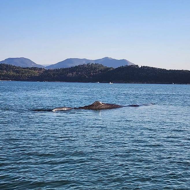 전남 광양 연안에 나타난 향고래가 수면 위로 모습을 드러내고 있다. 여수해경 제공