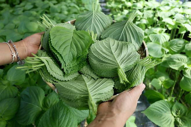 충남 최고봉인 서대산 영봉 아래 산 좋고 물 맑은 금산에서 현대식 비닐하우스에서 깻잎을 과학적으로 생산, 관리된 금산추부깻잎을 수확한 깻잎 모습.