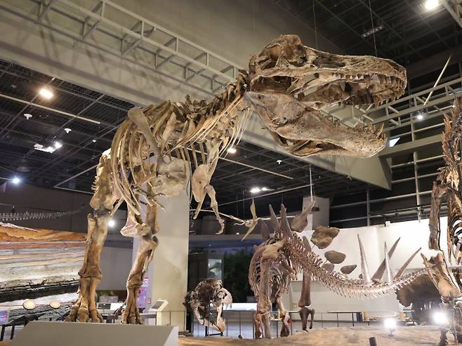 세계 최대 크기의 티라노사우르스 '스코티(Scotty)' 골격 모형. 국립과천과학관 제공