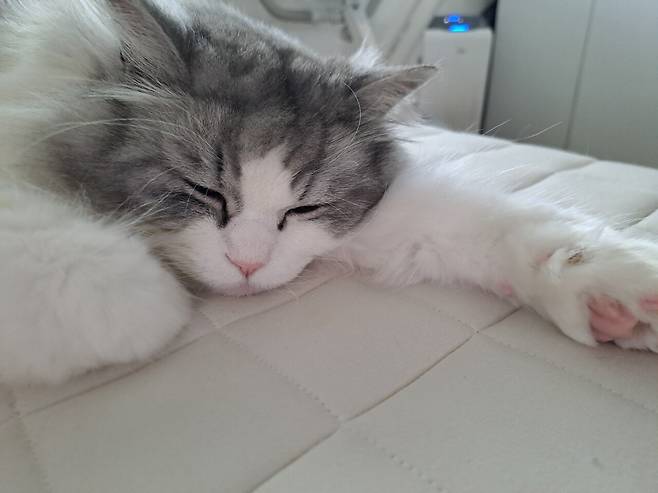 1000000769.jpg 우리집 고양이 젤리보고가세요