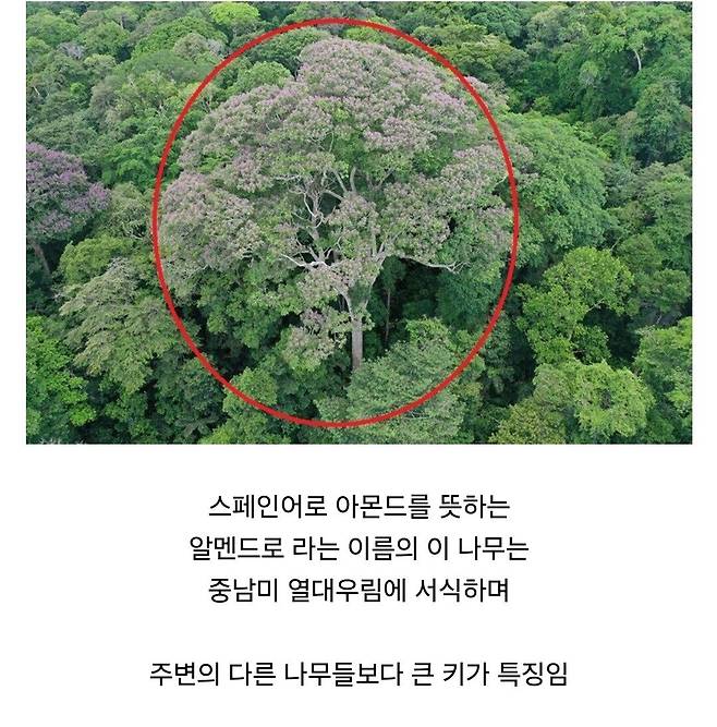 Internet_20250409_103558_1.jpeg 경쟁자를 죽이기 위해 일부러 번개를 맞는 나무