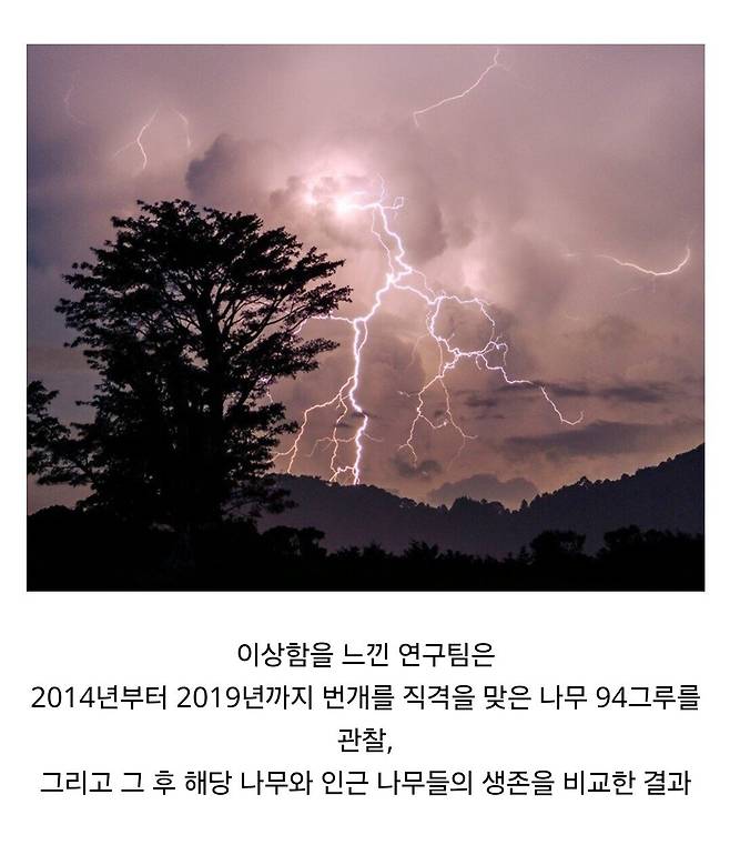 Internet_20250409_103558_4.jpeg 경쟁자를 죽이기 위해 일부러 번개를 맞는 나무