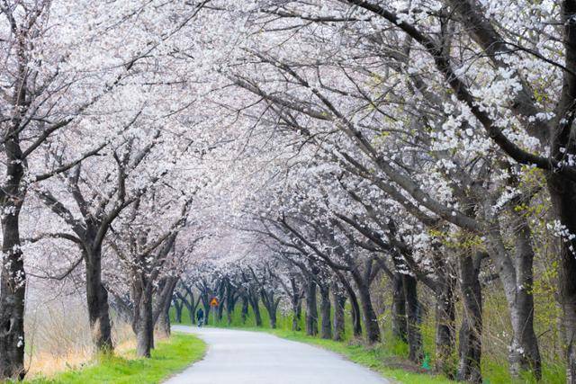 전북 완주군 만경강 제방길에 화사하게 핀 벚꽃 아래로 자전거를 탄 시민이 지나가고 있다.