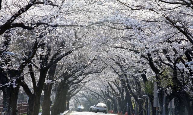 ▲ 8일 속초시 설악동 목우제 인근 도로변에  벚꽃이 활짝 펴 차량들이 꽃 터널을 지나며 봄을 만끽하고 있다. 강영진 객원기자