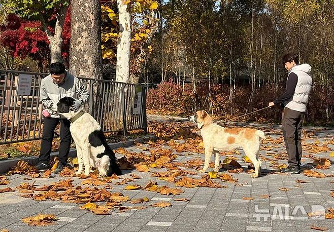 [서울=뉴시스] 조수정 기자 = 윤석열 대통령이 투르크메니스탄 국빈방문 때 선물받은 국견 알라바이 해피와 조이가 성장함에 따라 지난 11일 거처를 대통령 관저에서 과천 서울대공원으로 이동해 적응중이라고 13일 서울대공원측은 전했다. 서울대공원 놀이터에서 해피(왼쪽), 조이(오른쪽)가 산책하고 있다. (사진=서울대공원 제공)  2024.11.13. photo@newsis.com