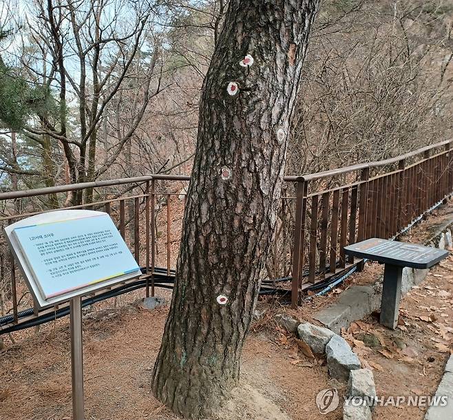 1.21사태 소나무 [촬영 안철수] 2024.3.22