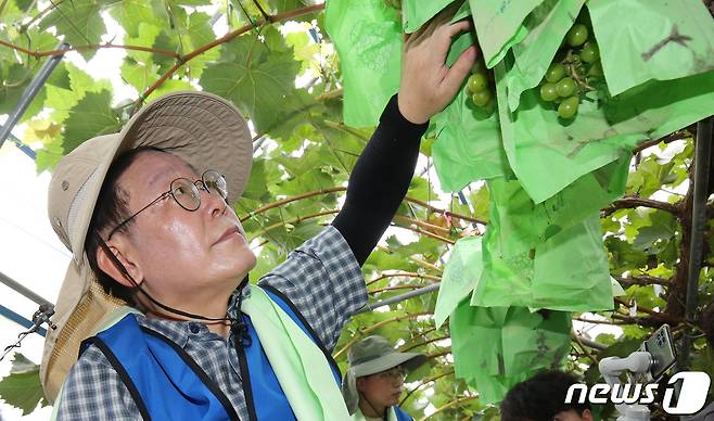 이재명 더불어민주당 대표가 25일 오전 집중호우 피해를 입은 충남 부여 정동리 일대 포도 농가에서 수해 복구작업을 하고 있다. 2023.7.25/뉴스1 ⓒ News1 김기태 기자