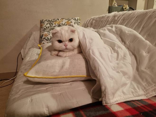 저희 집 귀여운 강아지 자랑 좀 하겠습니다.