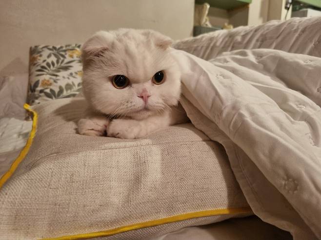 저희 집 귀여운 강아지 자랑 좀 하겠습니다.