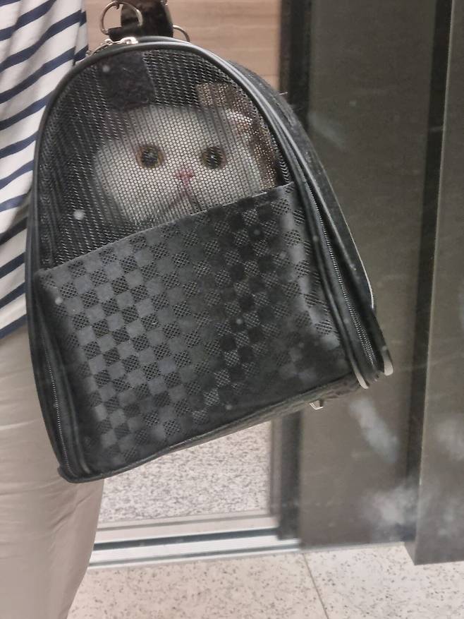 저희 집 귀여운 강아지 자랑 좀 하겠습니다.