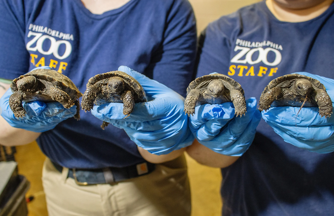 /사진=필라델피아 동물원 홈페이지 갈무리