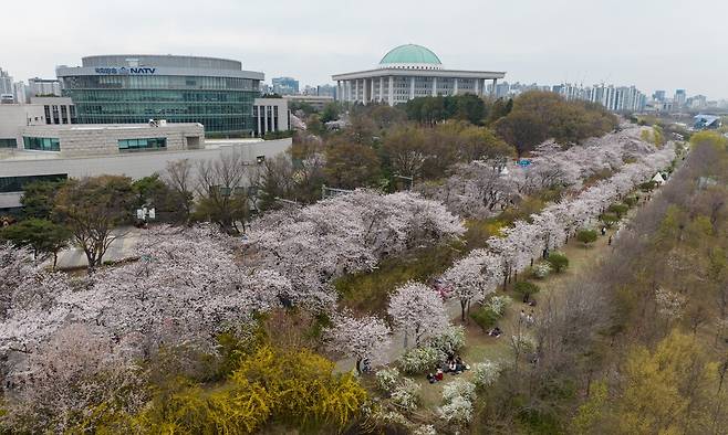 9일 여의도 봄꽃 축제가 열리고 있는 서울 여의도 윤중로에 벚꽃이 피어 있다. 연합뉴스