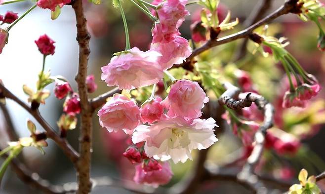 포근한 날씨를 보인 10일 오전 부산 중구 민주공원 겹벚꽃 동산에 겹벚꽃이 꽃망울을 터트리고 있다. 연합뉴스